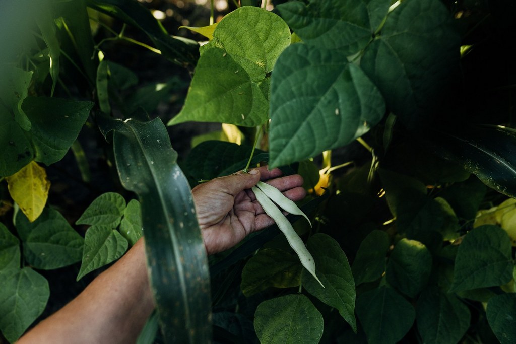 Culture de Haricots-Maïs du Béarn à l'ombre du maïs