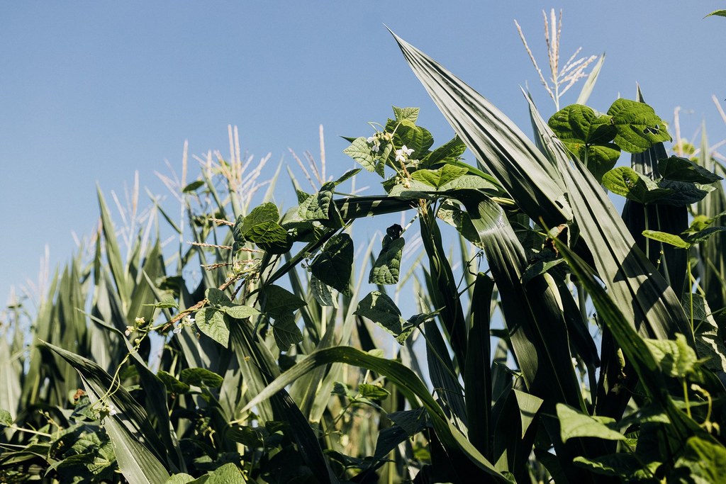 Champ de Haricots-Maïs du Béarn