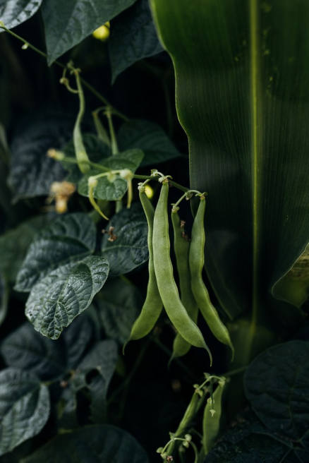 Gousses de Haricots-Maïs du Béarn, produit rustique