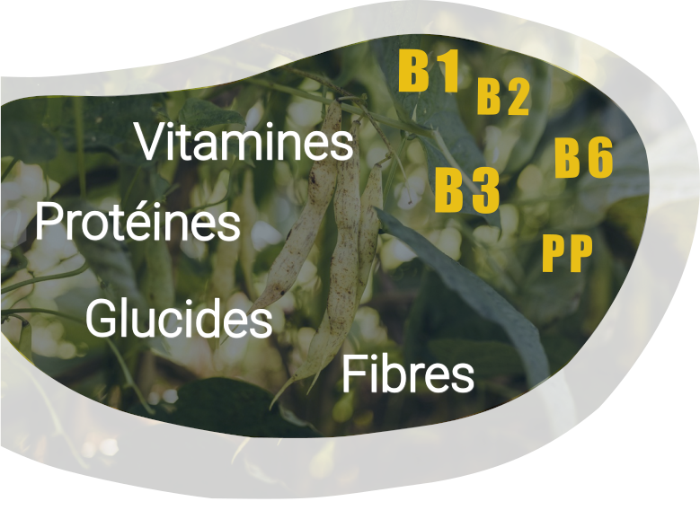 Les vitamines du Haricots-Maïs du Béarn