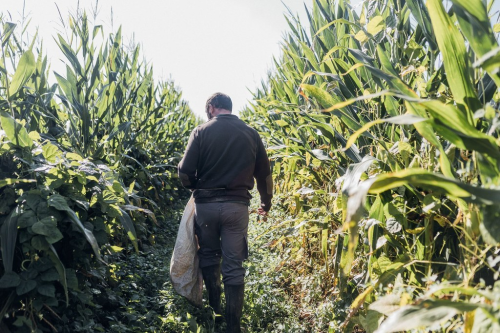 producteur de Haricots-Maïs du Béarn